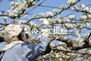 梨の受粉(人工授粉)方法 甘く形よく実らせるためのポイント
