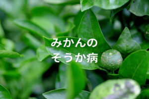みかんのそうか病対策は？農薬や被害にあった際の防除方法