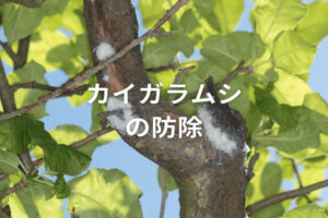 りんごの害虫「カイガラムシ類」の防除方法！効く農薬や生態、見分け方は？