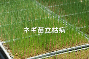 ネギの苗立枯病に使える農薬は？ 育苗期の病害防除マニュアル