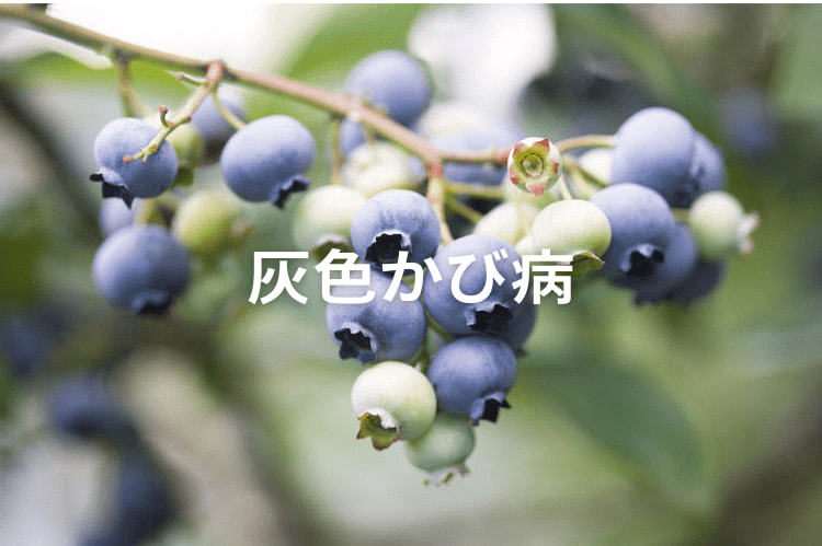 灰色かび病を防ぐには？ ブルーベリーを病害から守る防除方法と適用農薬