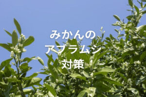 みかん（柑橘類）のアブラムシ類対策！ 種類別の特徴と効果的な防除方法