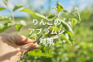 りんごのアブラムシ類対策！害虫の種類や防除のポイント