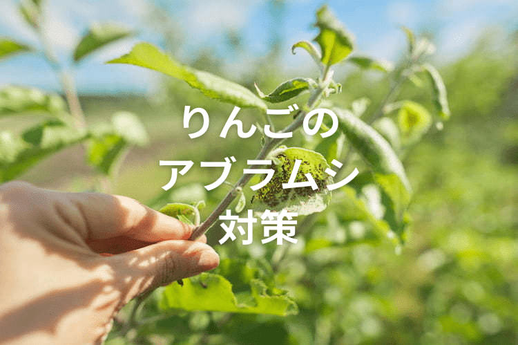りんごのアブラムシ類対策！害虫の種類や防除のポイント