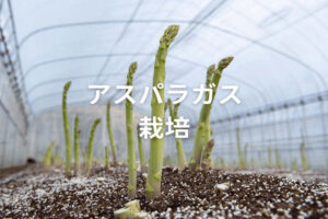 アスパラガスのハウス栽培方法を紹介！ 育苗から害虫対策まで