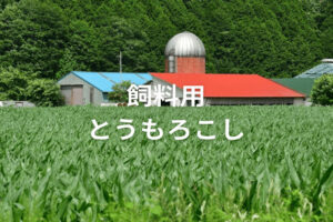 【飼料用とうもろこし】省力化が肝！ 規模拡大を叶える栽培方法