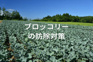 アブラムシからブロッコリーを守る！ 防除対策や利用可能な農薬を解説