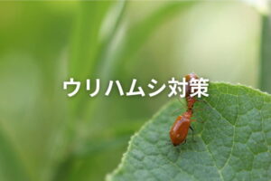 【ウリハムシ対策】きゅうりやスイカを守る効果的な防除方法
