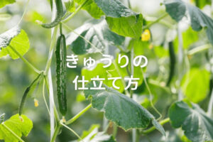 【きゅうりの仕立て方】収益を最大化する整枝・誘引方法