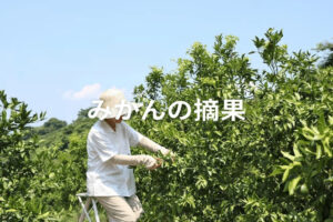 【みかんの摘果】時期や方法は？ 隔年結果を是正する作業のコツ