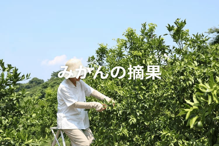 【みかんの摘果】時期や方法は？ 隔年結果を是正する作業のコツ