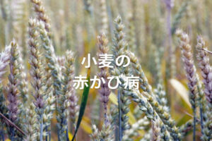 【小麦の赤かび病】症状・対策と、防除に使える農薬例