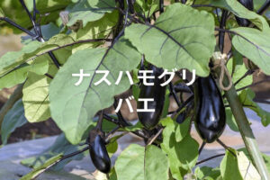 【ナスハモグリバエ対策】害虫の生態や被害の特徴、防除方法、利用可能な農薬とは