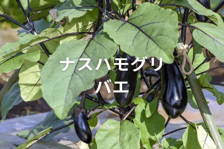 【ナスハモグリバエ対策】害虫の生態や被害の特徴、防除方法、利用可能な農薬とは