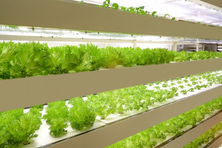 植物工場とは？そのメリット・デメリットについて解説