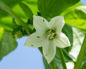 【スリップス対策】アザミウマ類に効く農薬＆防除方法を解説
