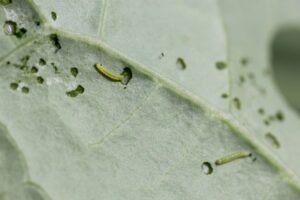 ブロッコリー栽培のアオムシ（害虫）防除！　農薬と防除法を紹介