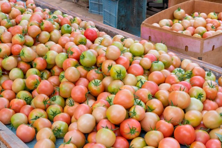 野菜の品目別反収一覧表！　農業で「儲ける」ために選ぶべき作物は？
