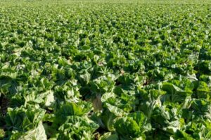 白菜栽培で発生する生理障害＆病害虫被害一覧！症状・原因と対策は？