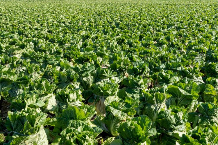 白菜栽培で発生する生理障害＆病害虫被害一覧！症状・原因と対策は？