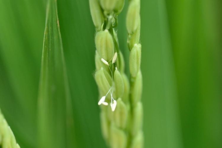 【いもち病の農薬一覧】農薬散布時期と防除方法についても解説
