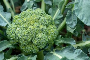 ブロッコリー軟腐病・花蕾腐敗病｜防除対策と有効な農薬一覧