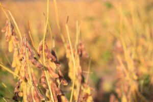 大豆の収穫時期はいつ？収穫方法と収量アップの新技術も解説