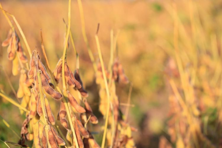 大豆の収穫時期はいつ？収穫方法と収量アップの新技術も解説