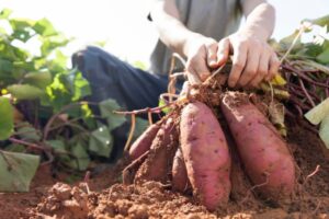 サツマイモ（甘藷）生産量の都道府県ランキング！　収量アップ＆省力化のコツとは