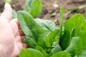 【ほうれん草のべと病】原因と防除方法、抵抗性品種のレースを解説