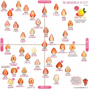 いちご品種ランキング：主要産地別の人気品種と品種選びのコツ