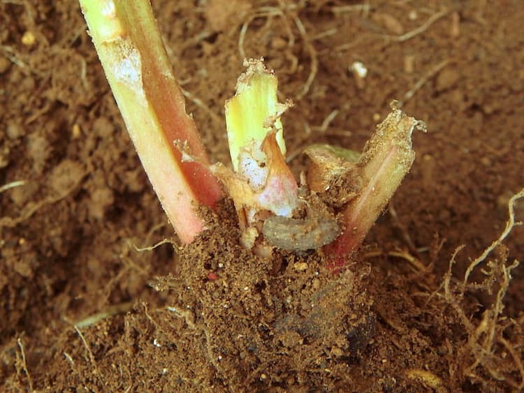 【ネキリムシ対策】症状と見分け方、おすすめの農薬・防除方法を徹底解説