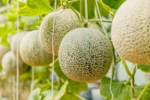 温室メロン栽培の特徴は？ 高度な栽培管理が求められる高収益作物