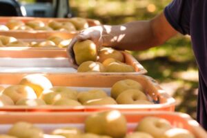 【2025最新】梨の新品種一覧！ 食味や収量に優れ育てやすいのは？