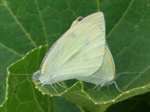 【キャベツの害虫】主な種類と使える農薬・防除対策一覧