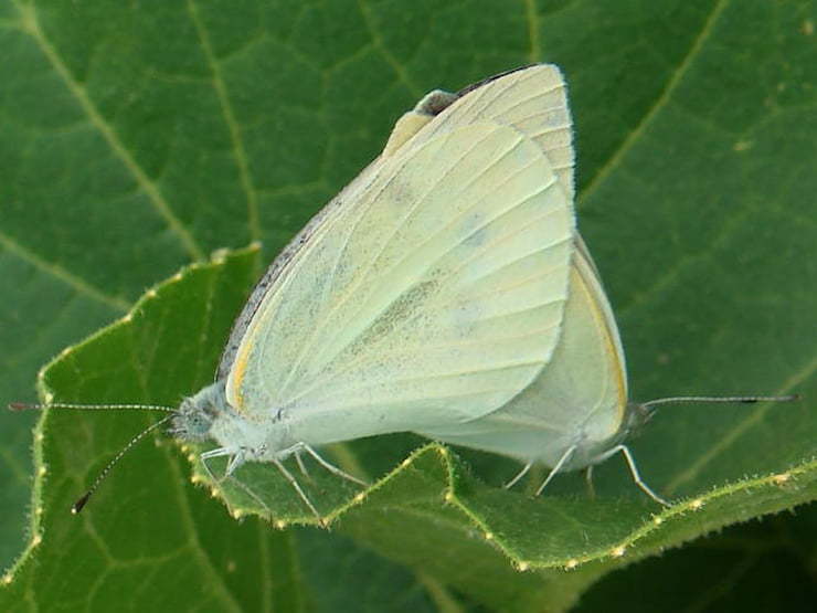 【キャベツの害虫】主な種類と使える農薬・防除対策一覧