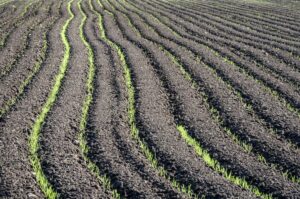 【雑草別】小麦に有効な除草剤は？秋まき・春まき対策と防除の基本