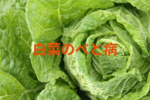 【白菜のべと病対策】発生しやすいほ場環境や防除策・農薬を解説