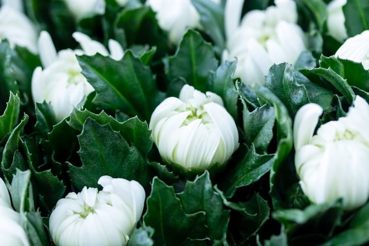 菊栽培農家は儲かるのか？ 花き栽培の現状と課題を解説