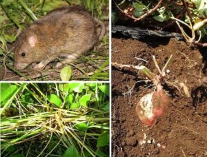 【畑のネズミ被害対策】ネズミの種類と効果的な防除法