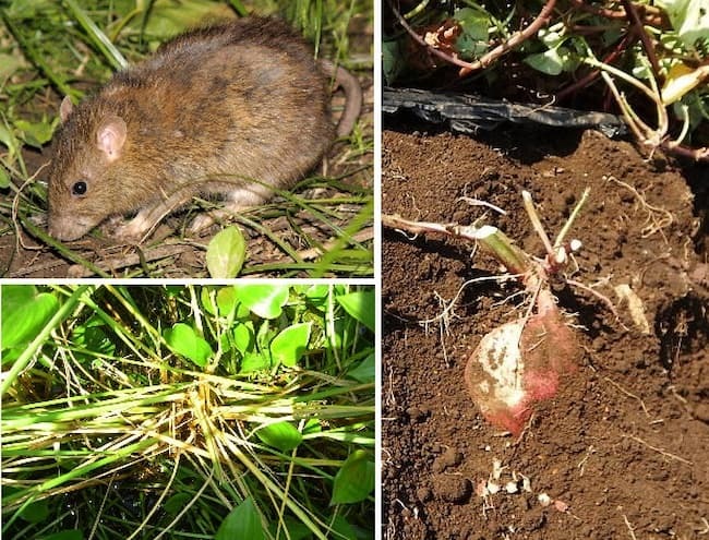 【畑のネズミ被害対策】ネズミの種類と効果的な防除法