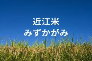 近江米品種「みずかがみ」とは？特徴と評判、滋賀県の取り組みを解説