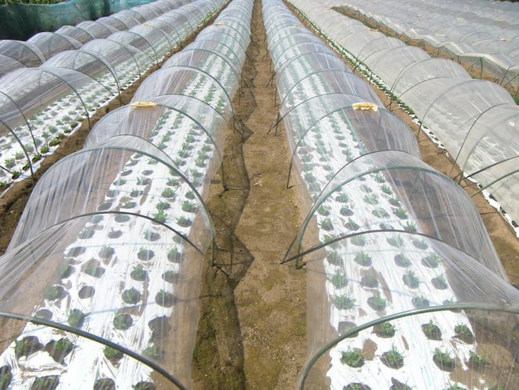 ほうれん草のアザミウマ対策 | 効果的な農薬は？原因と防除方法を解説