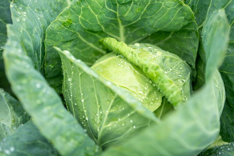 キャベツの黒斑病を徹底防除！ 有効な農薬＆病害特定のコツ