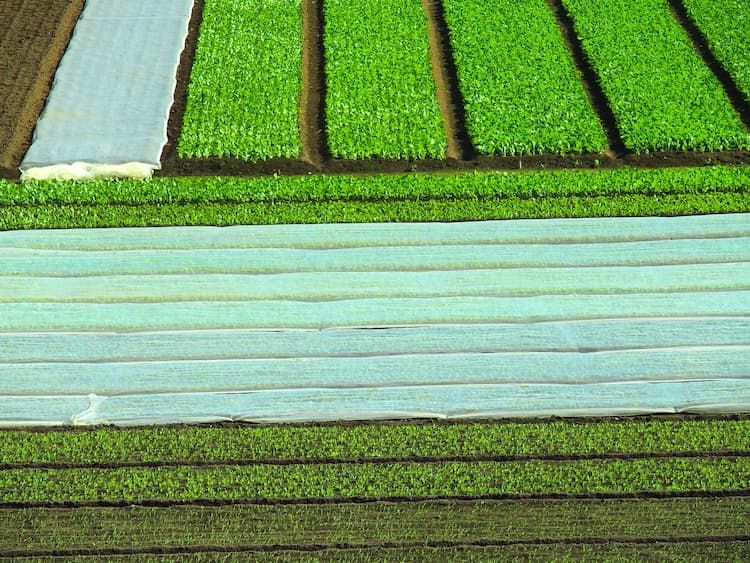 ほうれん草の病害はこうして防ぐ！ 原因と対策方法を徹底解説