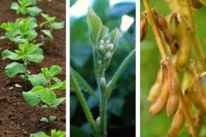 大豆の栽培暦は？ 収量を上げる、生育ステージ別・大豆栽培マニュアル