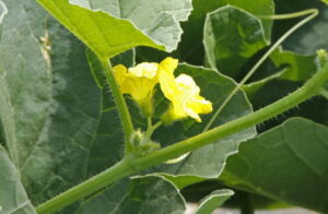 メロンのべと病防除に使える農薬一覧！ 収量を守る対策のポイントは？