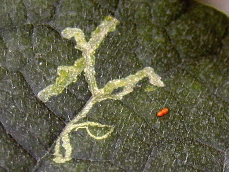 害虫「トマトハモグリバエ」とは？作物への影響と防除対策、適用農薬まとめ