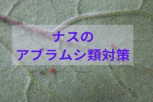 ナスへのアブラムシ類の効果的な防除方法とは？複合的な対策が必要