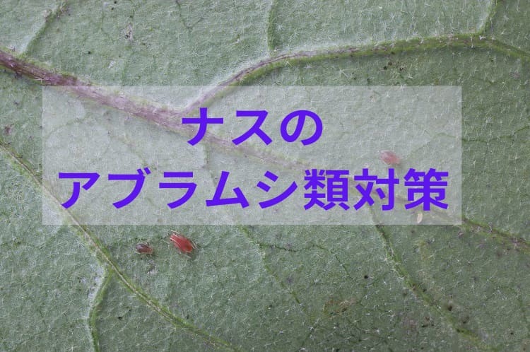 ナスへのアブラムシ類の効果的な防除方法とは？複合的な対策が必要